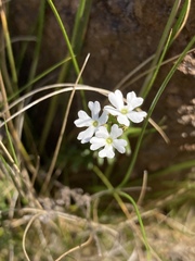 Glandularia platensis