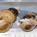 Bluish Whelk - Photo (c) Claude Nozères, some rights reserved (CC BY-NC), uploaded by Claude Nozères
