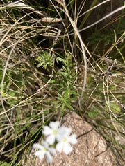 Glandularia platensis
