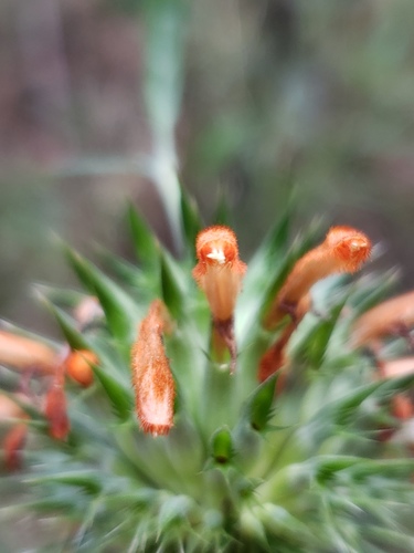 Leonotis nepetifolia