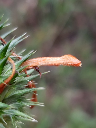 Leonotis nepetifolia