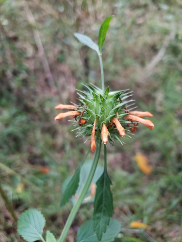 Leonotis nepetifolia