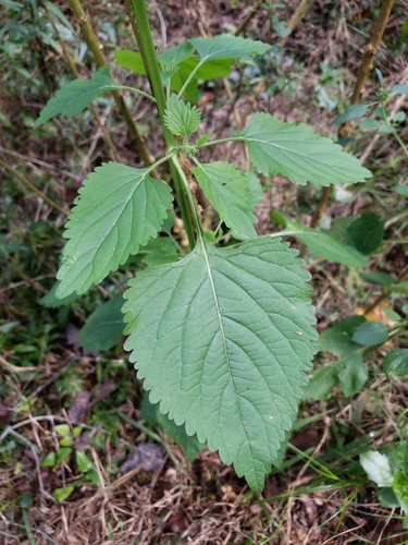 Leonotis nepetifolia