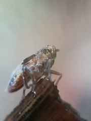 Megamelodes quadrimaculatus