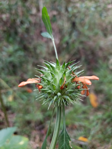 Leonotis nepetifolia