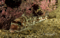 Prolatilus