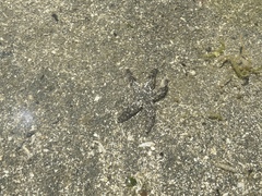 Evasterias troschelii