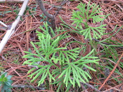 Diphasiastrum thyoides