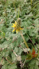 Dalea aurea