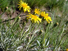 Senecio ceratophylloides