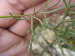 Bidens heterosperma