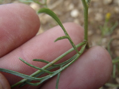 Bidens heterosperma