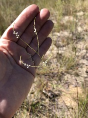 Polygonella gracilis