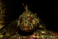 Calliclinus geniguttatus