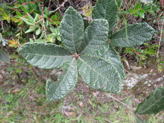 Quercus repanda