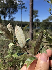 Quercus incana