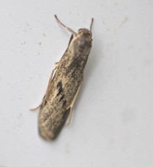 Graphosia stenopepla