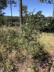 Quercus incana