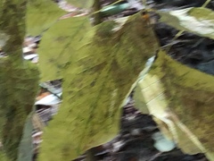 Brachyglottis repanda