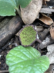 Dorstenia brasiliensis