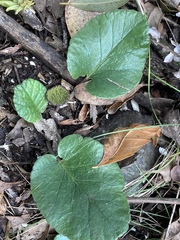 Dorstenia brasiliensis