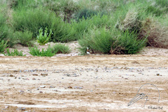Charadrius asiaticus