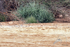 Charadrius asiaticus