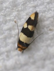 Macrobathra callispila