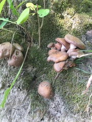 Armillaria novae-zelandiae