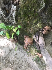 Armillaria novae-zelandiae