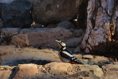 Dendrocopos major canariensis