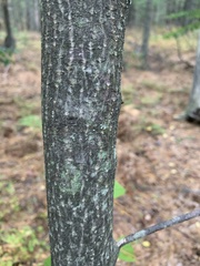 Acer pensylvanicum