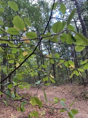 Acer pensylvanicum