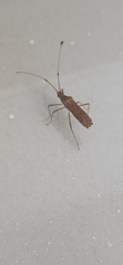 Heteroptera
