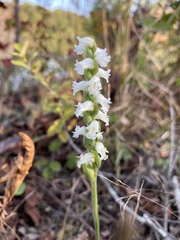 Spiranthes ochroleuca