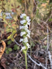 Spiranthes ochroleuca