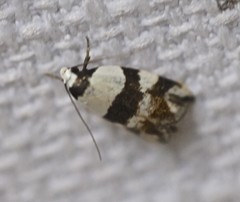 Zonopetala decisana