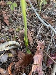 Spiranthes ochroleuca