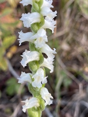 Spiranthes ochroleuca