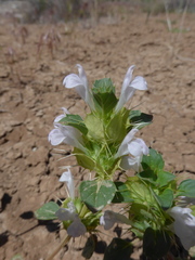 Acanthomintha obovata cordata