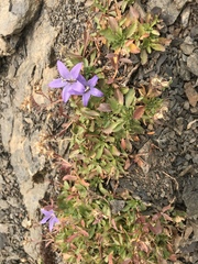 Campanula piperi