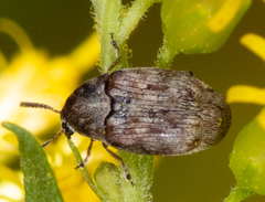 Bruchidius terrenus