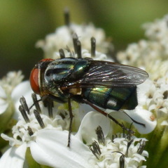 Cochliomyia