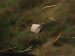 Crepidotus epibryus