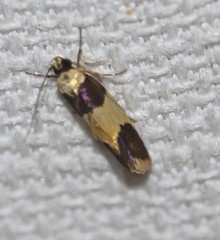 Telecrates laetiorella