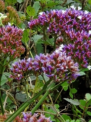 Limonium sinuatum