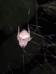 Neoscona bengalensis