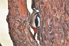 Dendrocopos major canariensis