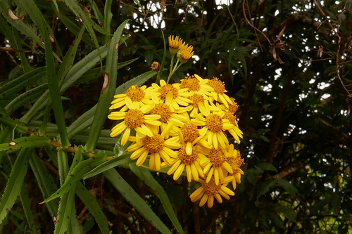 Faujasia salicifolia image