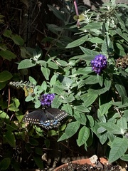 Papilio polyxenes